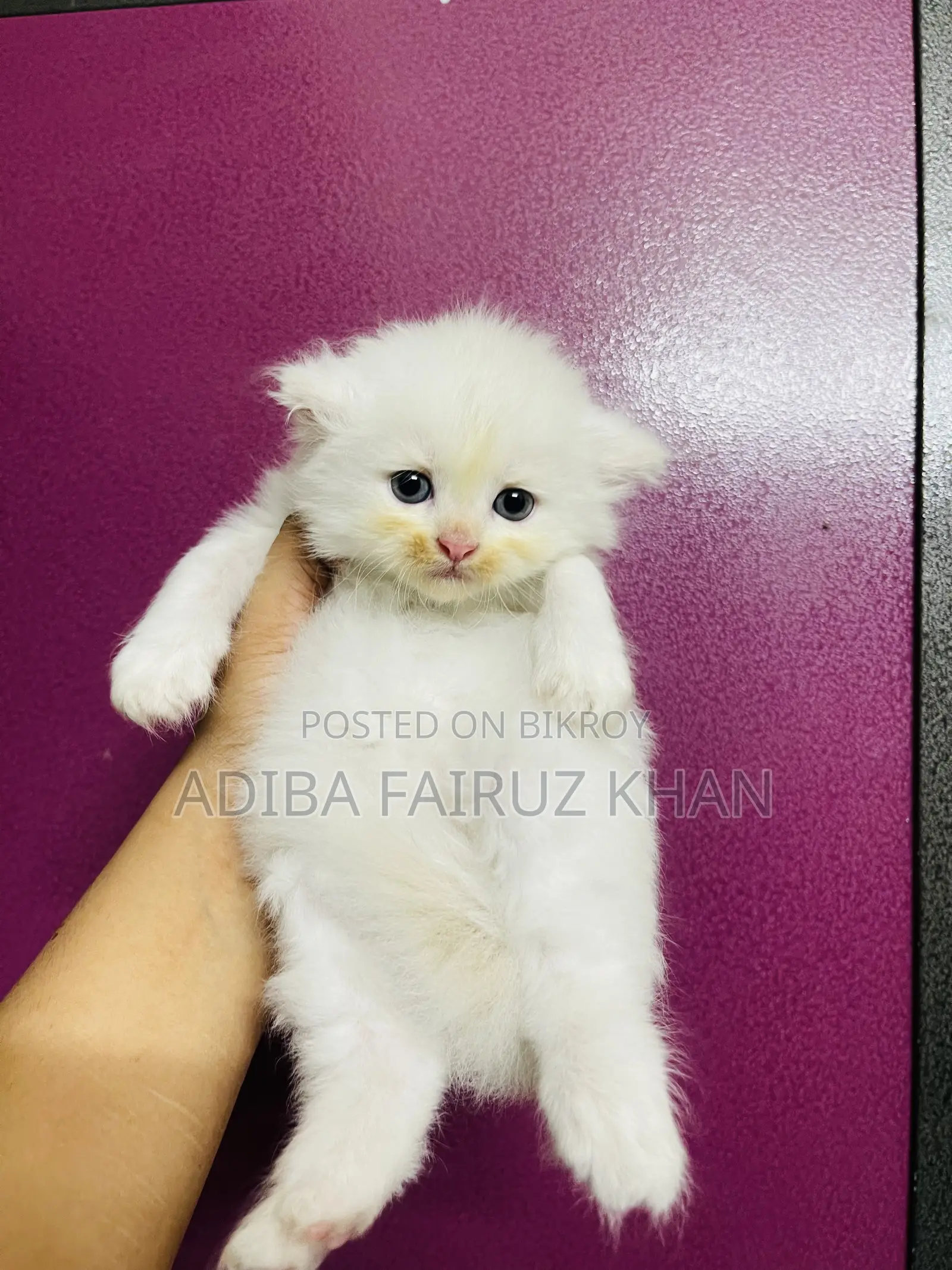 0-1 Month Male Purebred Persian