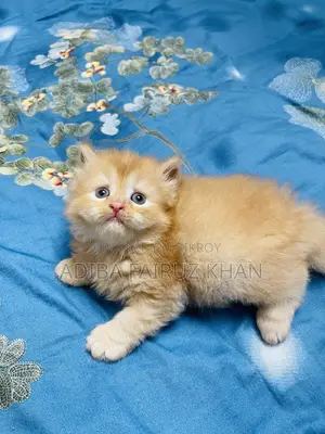 0-1 Month Male Purebred Persian