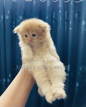 0-1 month Female Purebred Persian