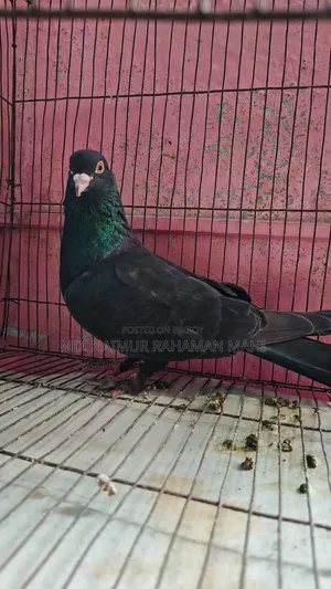 Giribaj Pigeon