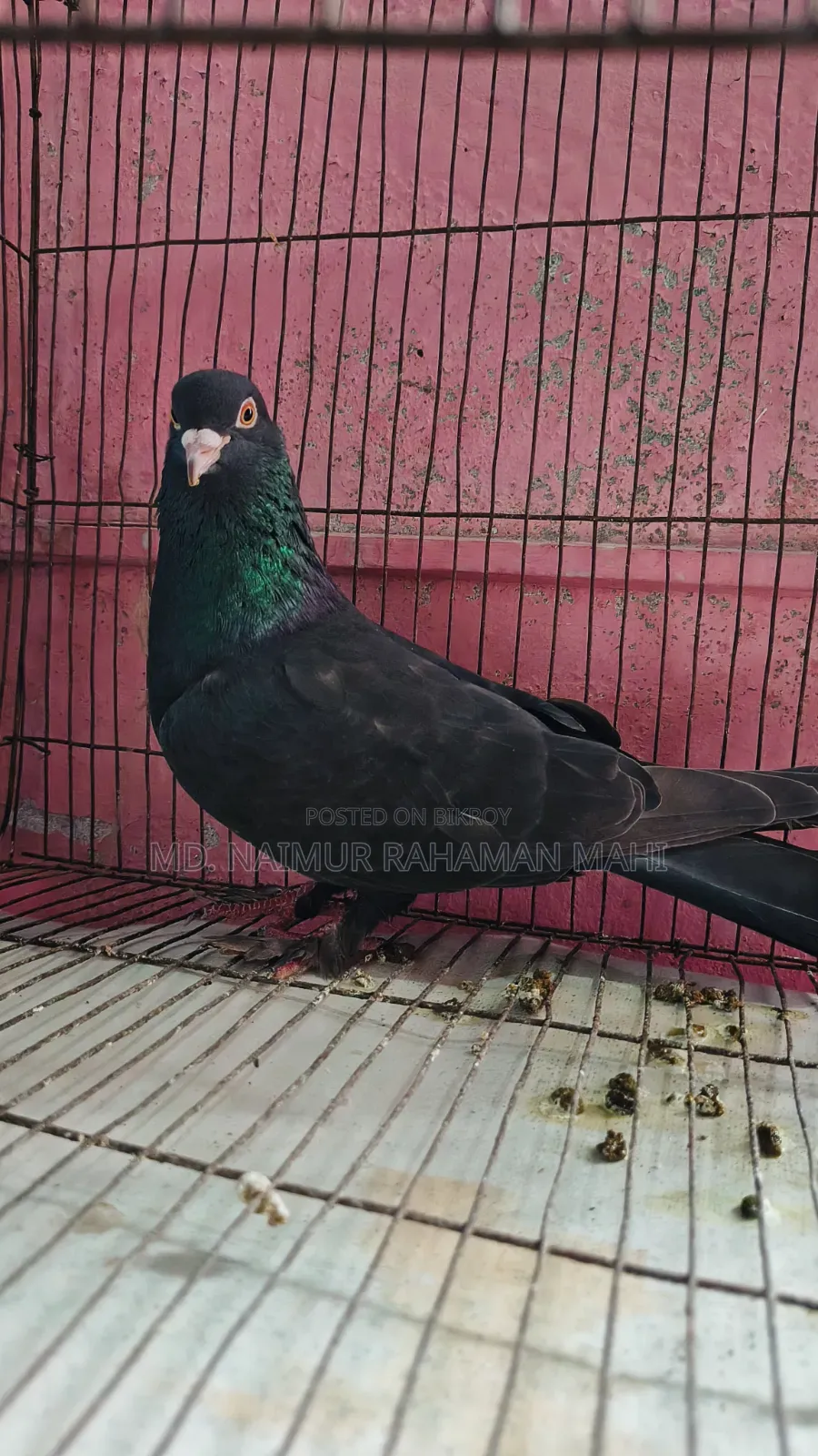 Giribaj Pigeon