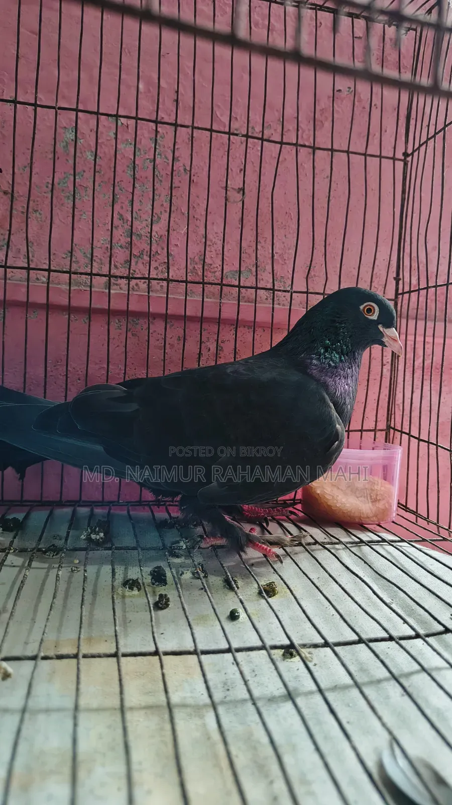 Giribaj Pigeon