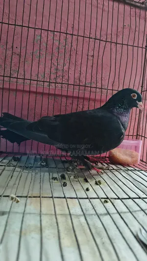 Giribaj Pigeon
