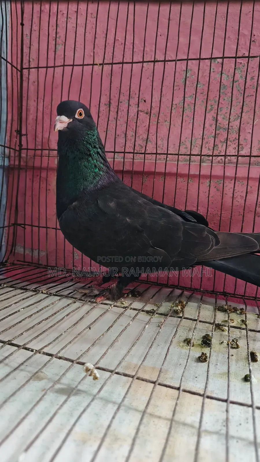 Giribaj Pigeon