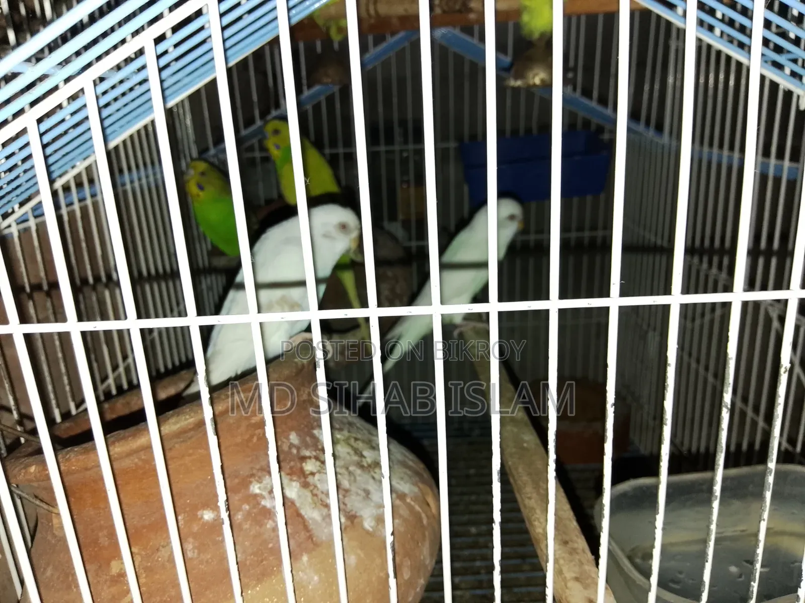 Two pairs of birds and one cage for sale