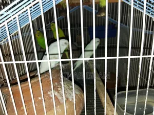 Two pairs of birds and a cage for sale