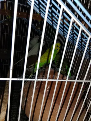 Two pairs of birds and one cage for sale