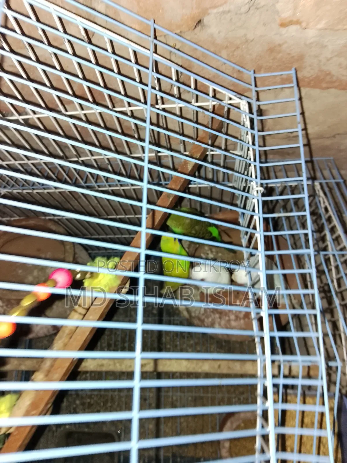 Two pairs of birds and one cage for sale