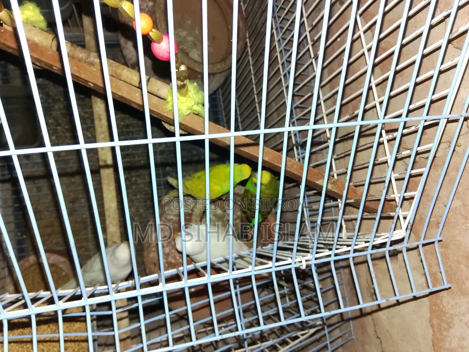 Two pairs of birds and one cage for sale