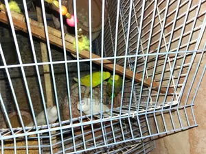 Two pairs of birds and one cage for sale