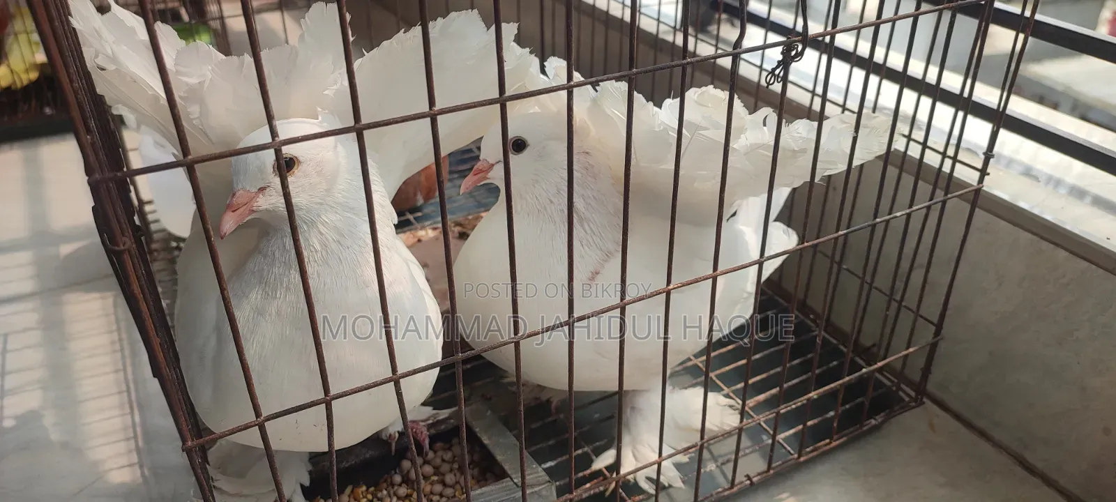 Pair of Lakha Pigeons for Sale.