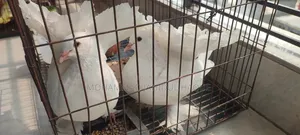 Pair of Lakha Pigeons for Sale.