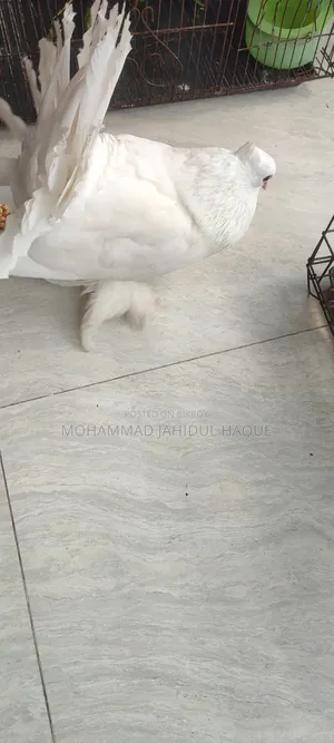 Pair of Lakha Pigeons for Sale.