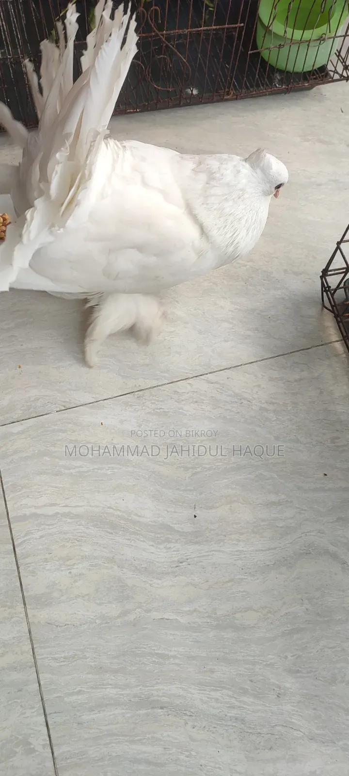 Pair of Lakha Pigeons for Sale.