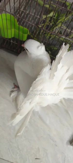Pair of Lakha Pigeons for Sale.