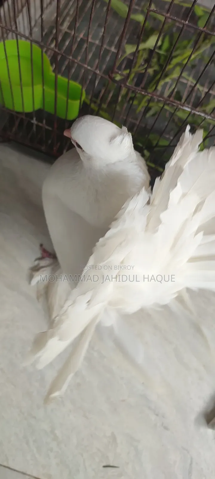 Pair of Lakha Pigeons for Sale.
