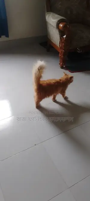 ৬-১২ মাসের ফিমেল পিওরব্রেড পার্সিয়ান