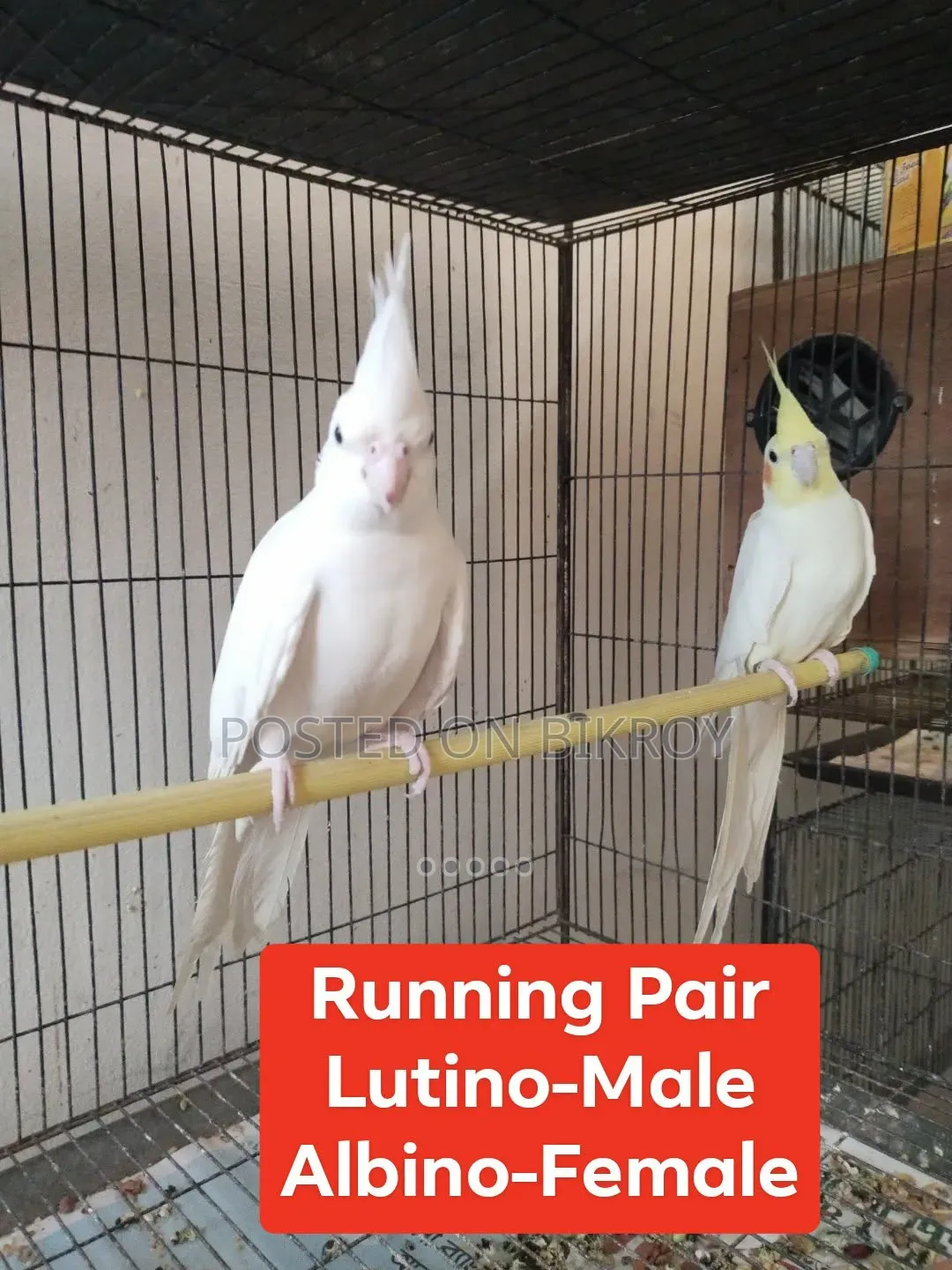 Master Pair