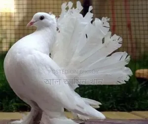 Selling pigeons