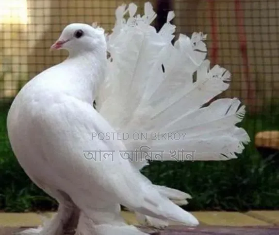 Selling pigeons