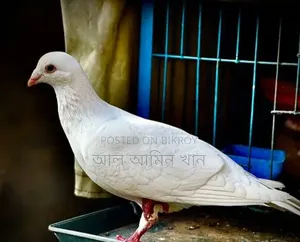 Selling pigeons