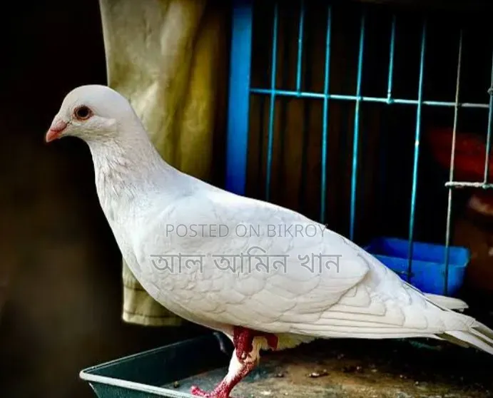 Selling pigeons
