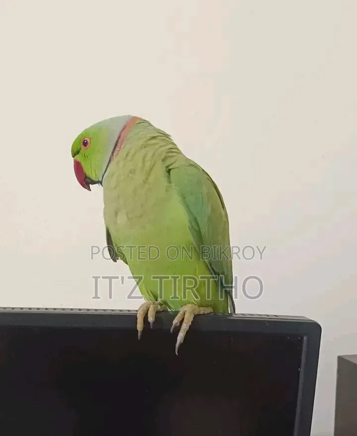 Ringneck Parrot