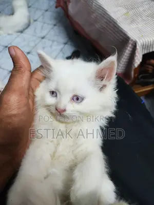 1-3 Months Female Purebred Persian
