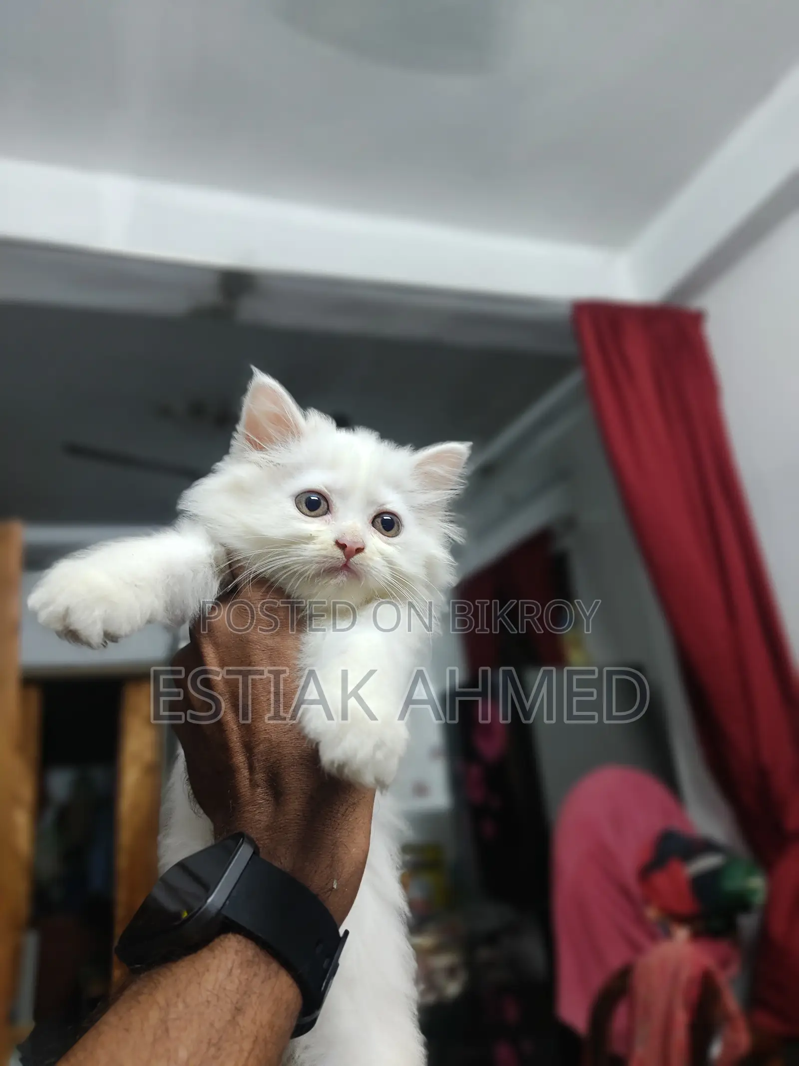 1-3 Months Female Purebred Persian