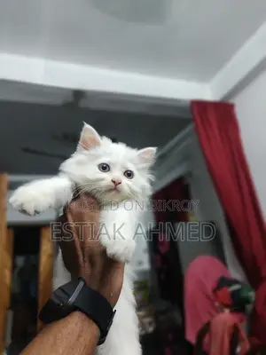 1-3 Months Female Purebred Persian
