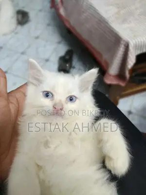 1-3 Months Female Purebred Persian