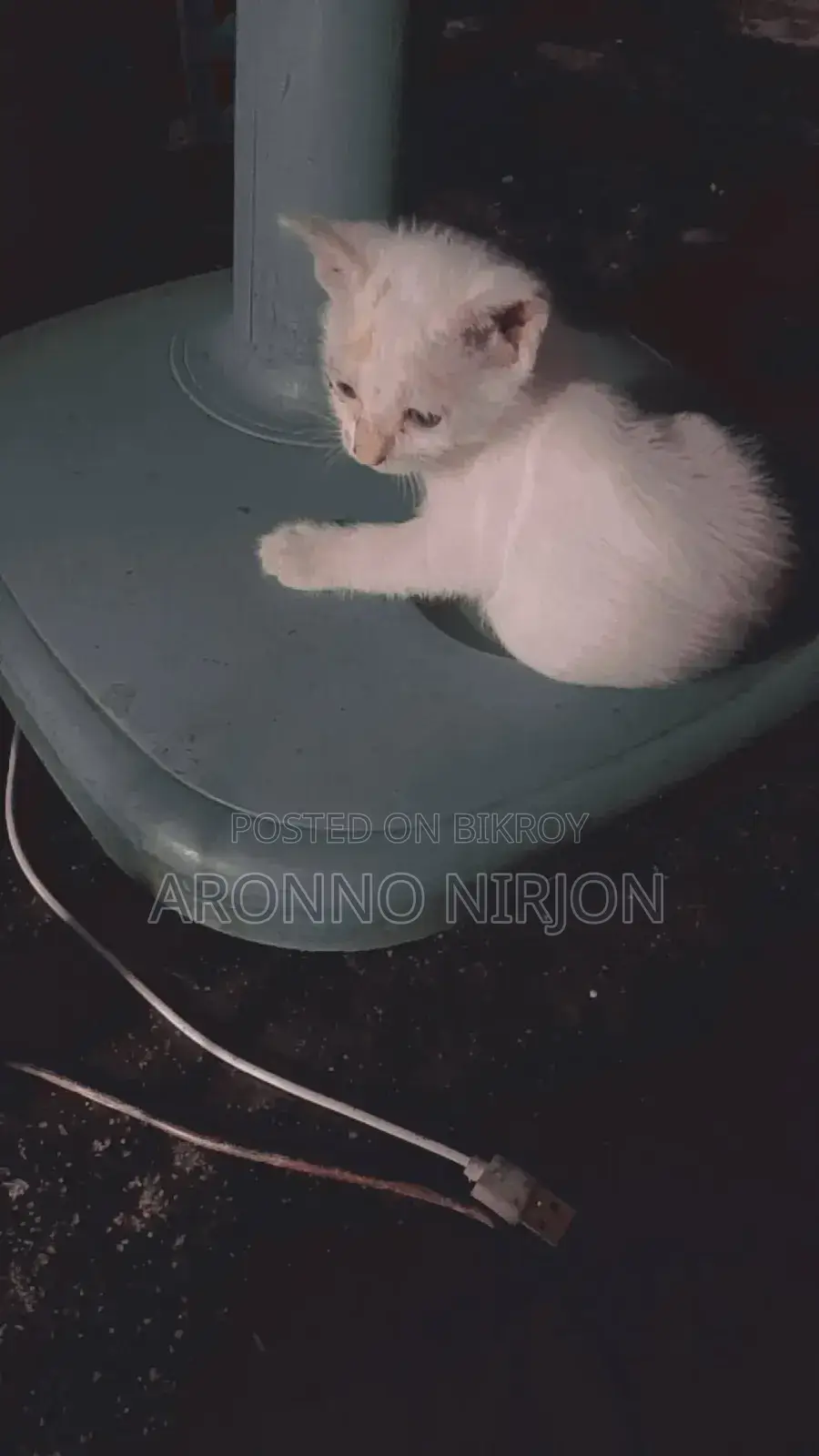1-3 Months Male Purebred Bengal
