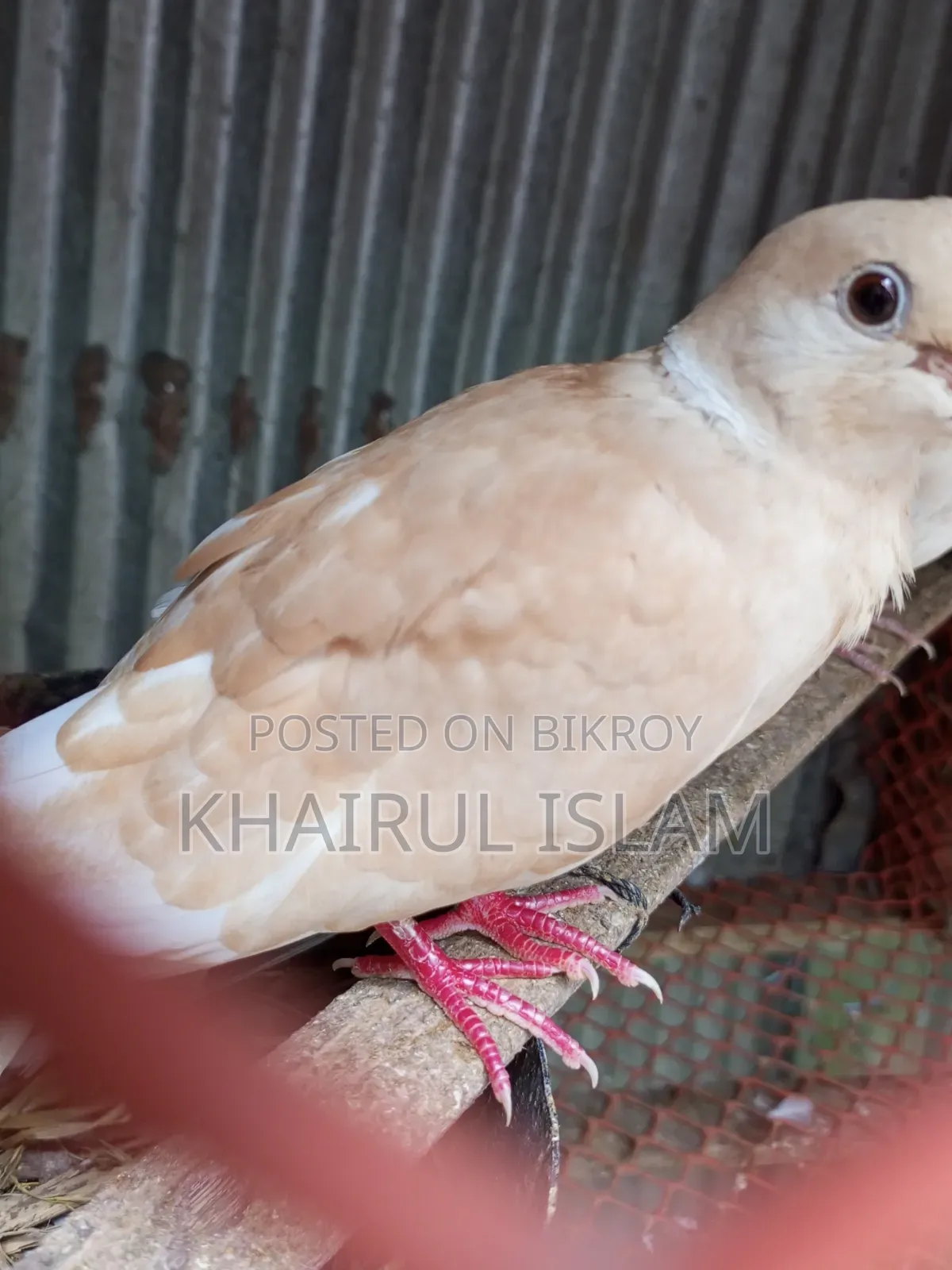 Australian Dove for sale.
