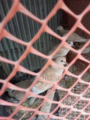 Australian Dove for sale.