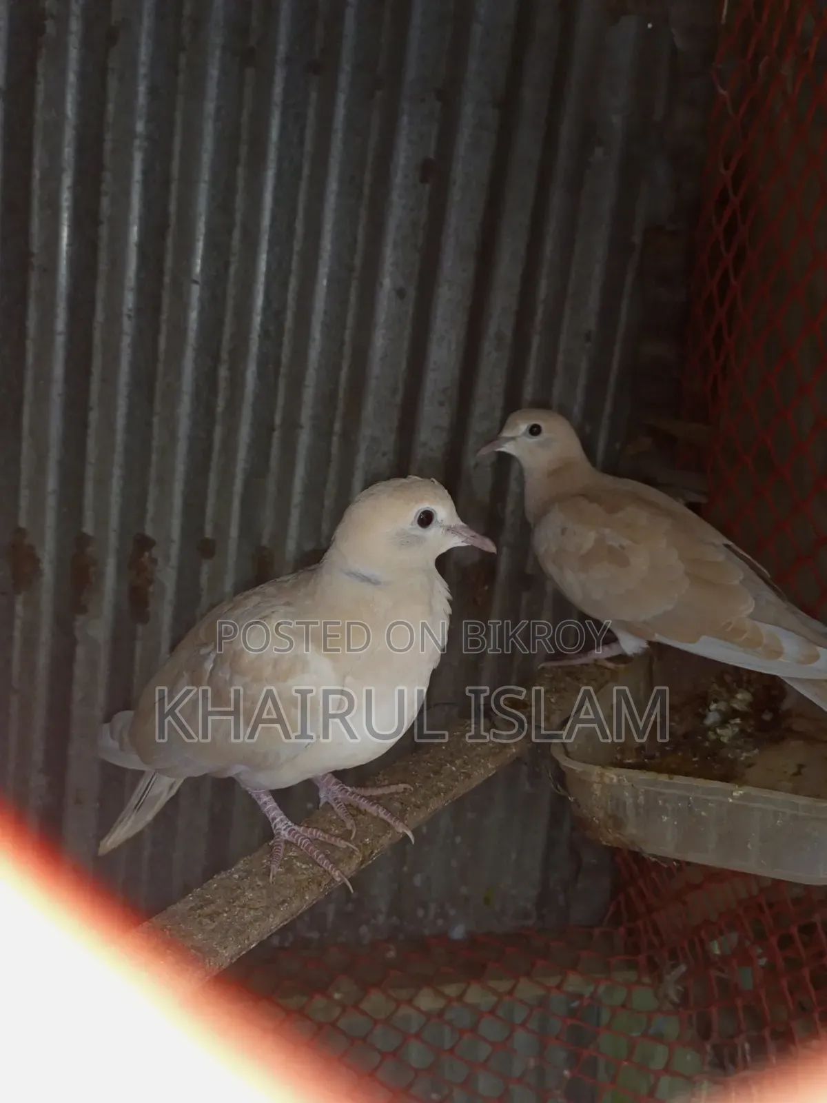 Australian Dove for sale.