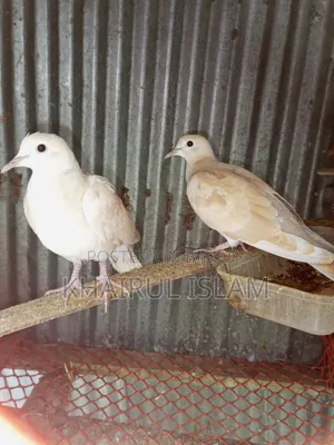 Australian Dove for sale.