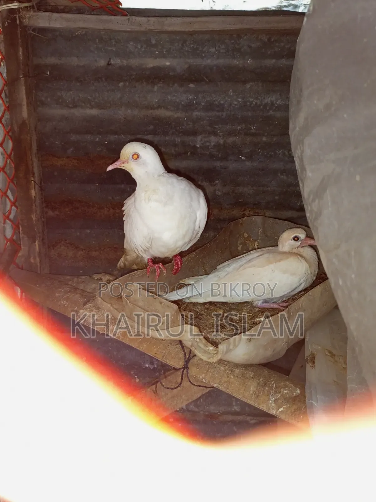 Australian Dove for sale.