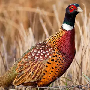 Ring neck pheasant 3 pieces 2 females 1 male