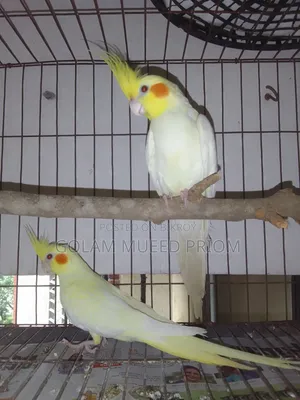 Cockatiel Running Pair