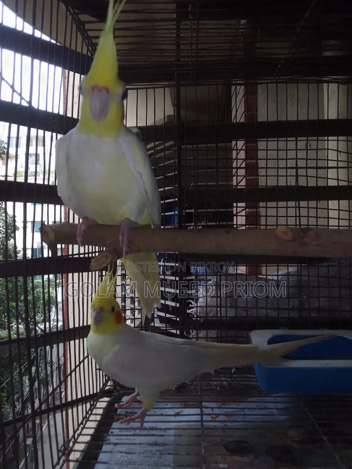 Cockatiel Running Pair