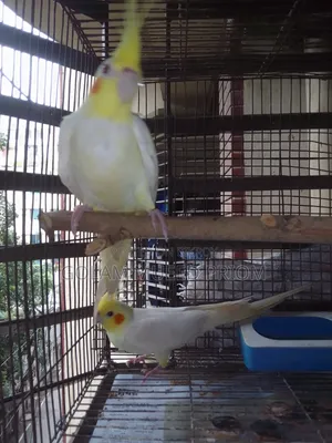 Cockatiel Running Pair