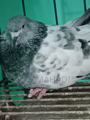 মাশাআল্লাহ পাঙ্খী জোড়া কবুতর রানিং
