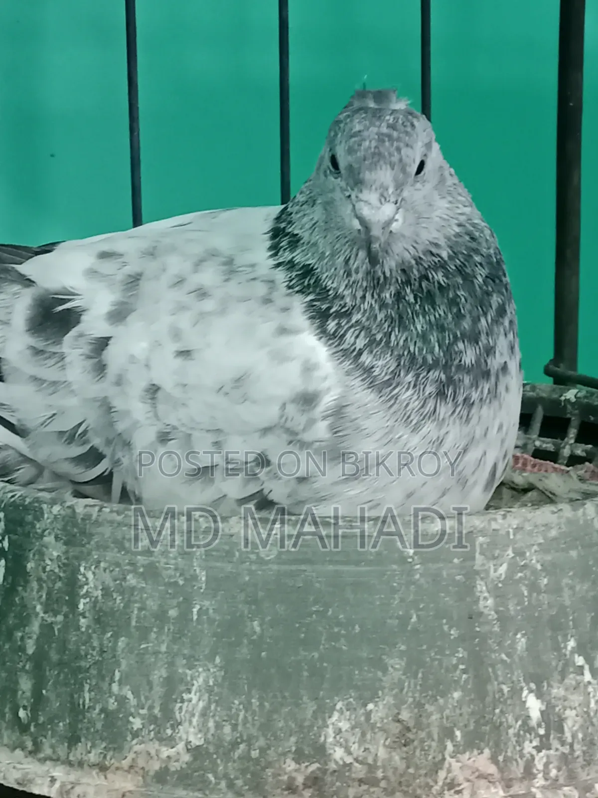 মাশাআল্লাহ পাঙ্খী জোড়া কবুতর রানিং
