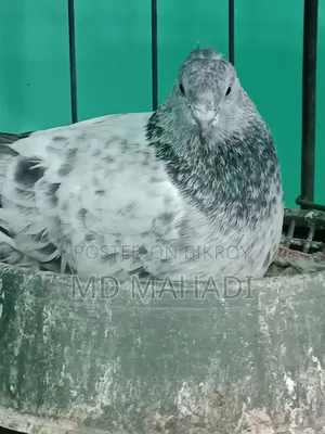 মাশাআল্লাহ পাঙ্খী জোড়া কবুতর রানিং