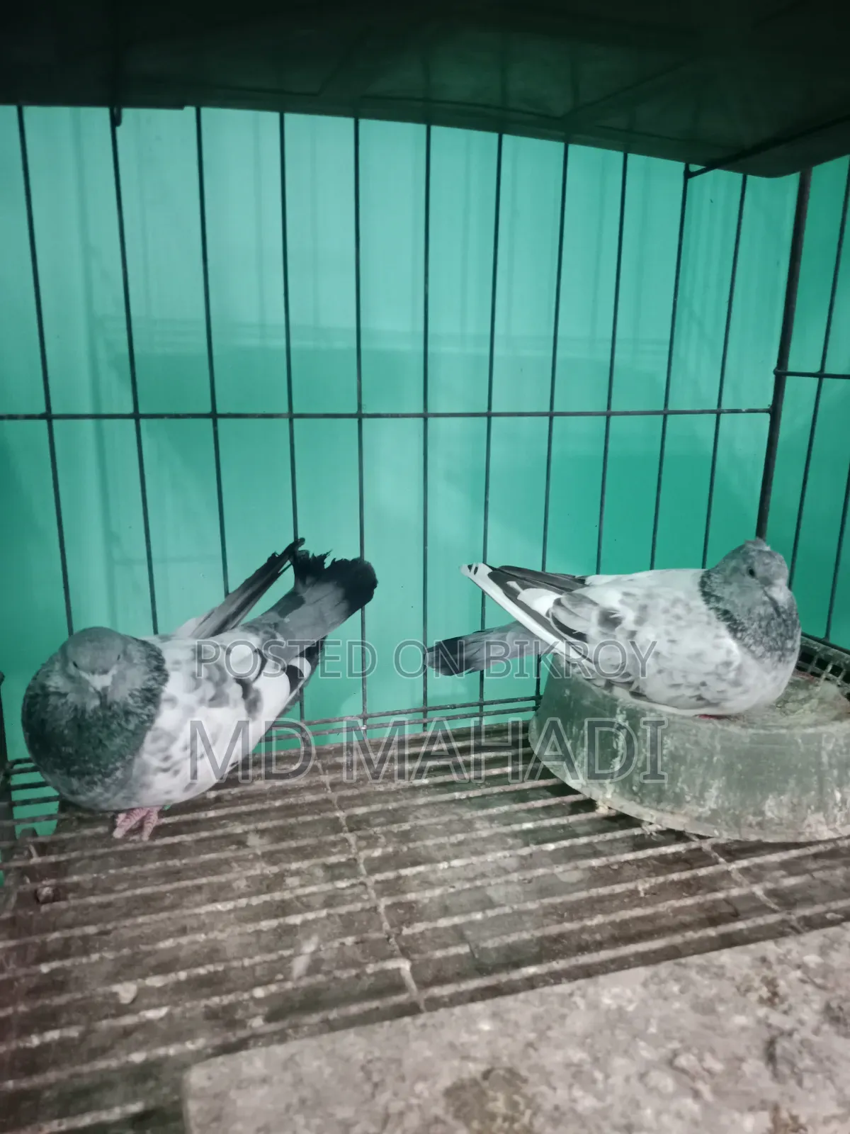 মাশাআল্লাহ পাঙ্খী জোড়া কবুতর রানিং