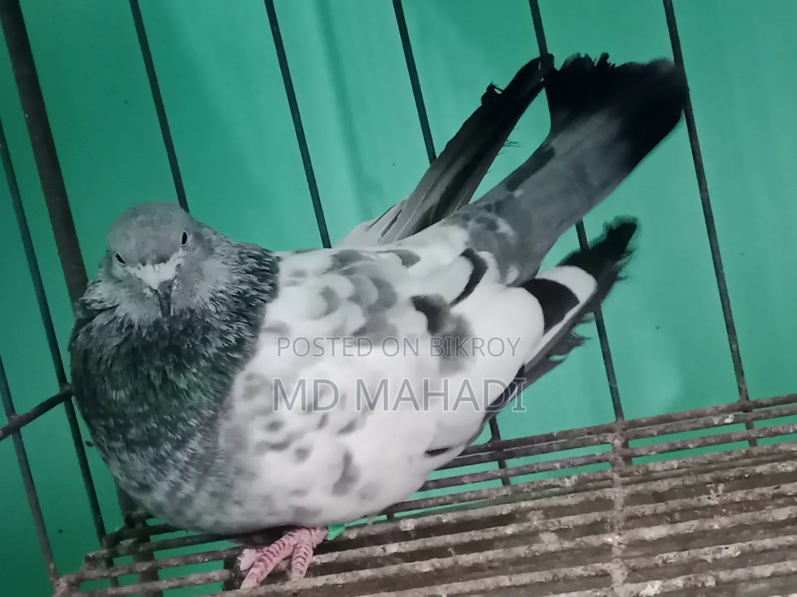 মাশাআল্লাহ পাঙ্খী জোড়া কবুতর রানিং