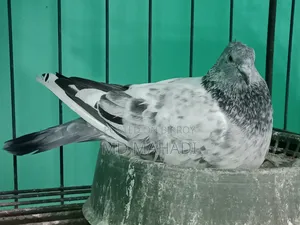 মাশাআল্লাহ পাঙ্খী জোড়া কবুতর রানিং