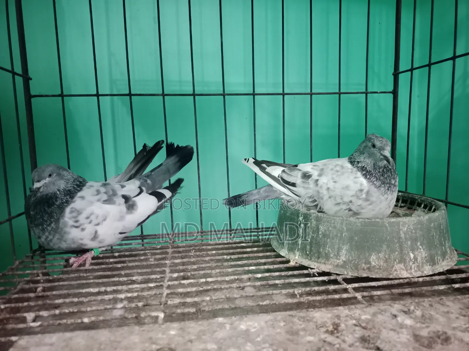 মাশাআল্লাহ পাঙ্খী জোড়া কবুতর রানিং