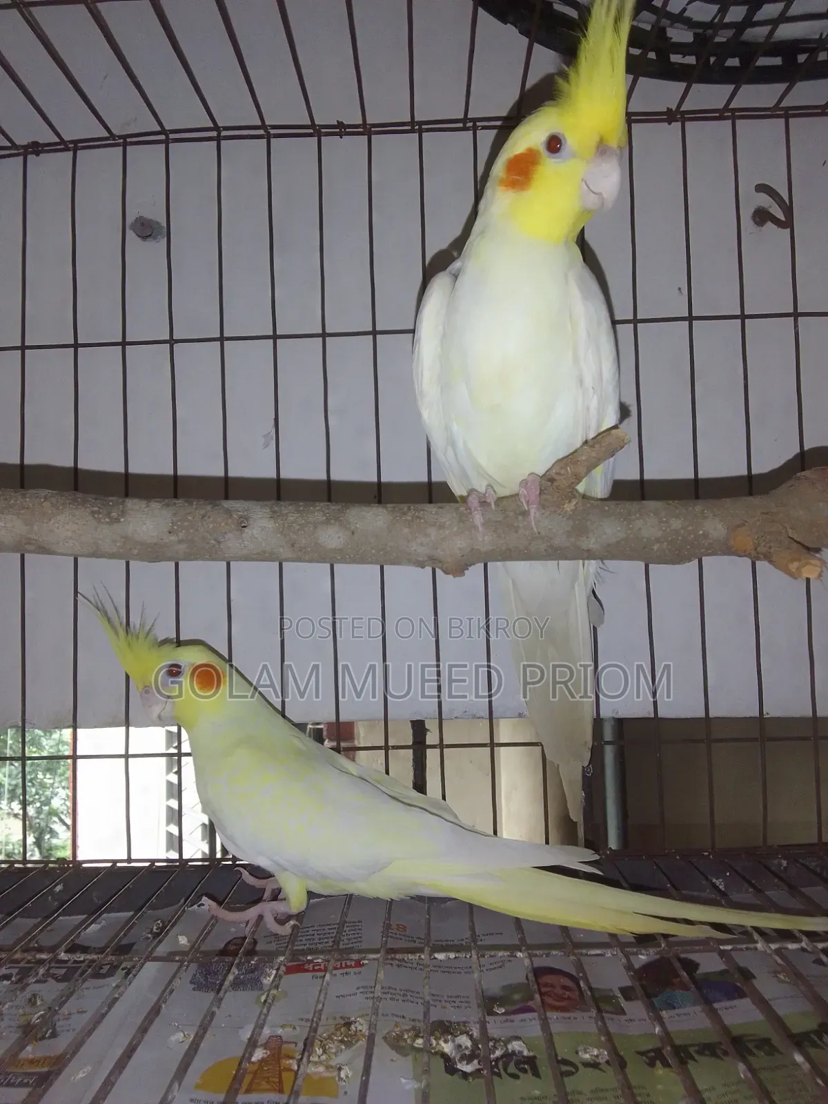 Cockatiel Running Pair
