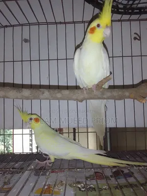 Cockatiel Running Pair